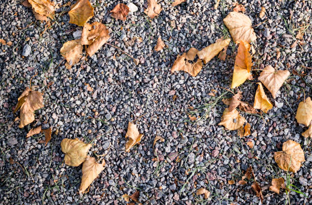istock sandy stone ground with autumn leaves. background, texture. 877490672