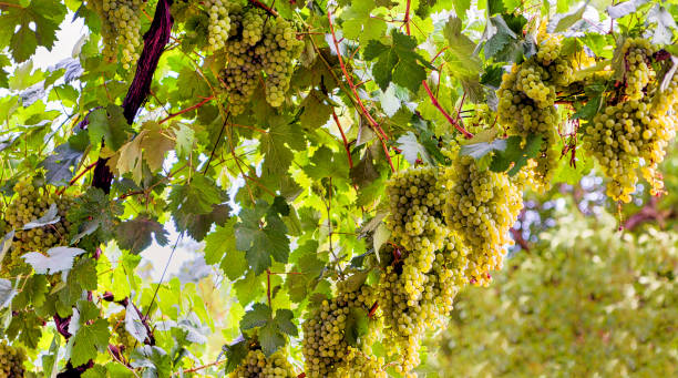 Ripe clusters of grapes hanging from white wine grape vines; back light