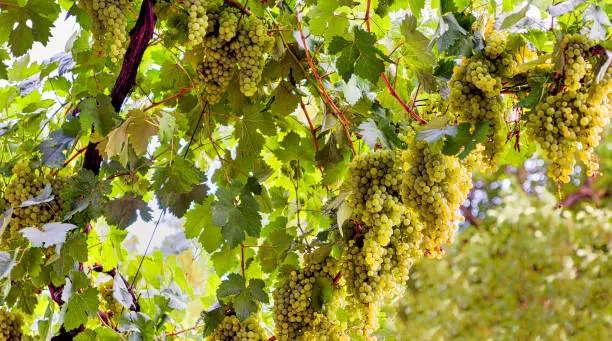 Ripe bunches of white wine grapes are hanging from an organic vine in Spain.