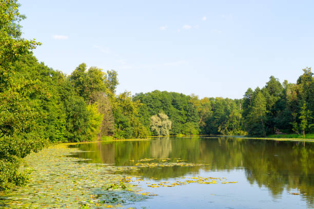 istock pond in the forest. background, nature. 877492900