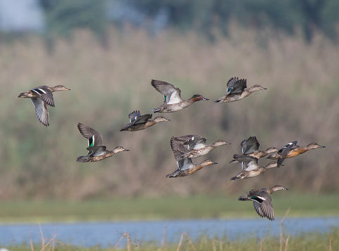 Flock of ducks Flying