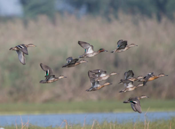 Flock of ducks Flying stock photo