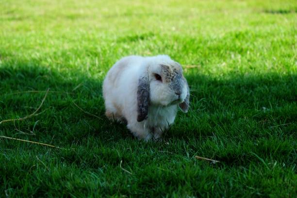istock cute white rabbit walking around green grass field in daytime, this image for pet and nature 877496580