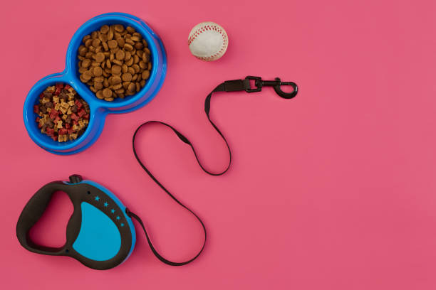 istock Pet accessories, food, toy. Top view 877497648