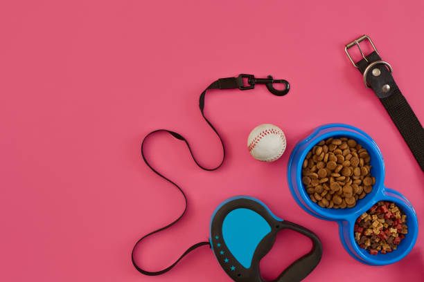 istock Pet accessories, food, toy. Top view 877498104
