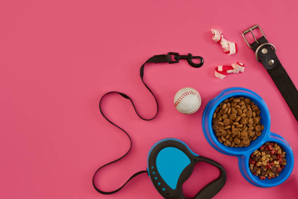 istock Pet accessories, food, toy. Top view 877498216