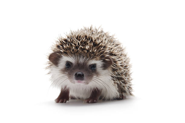 istock African Pygmy Hedgehog isolated on white background 877500916