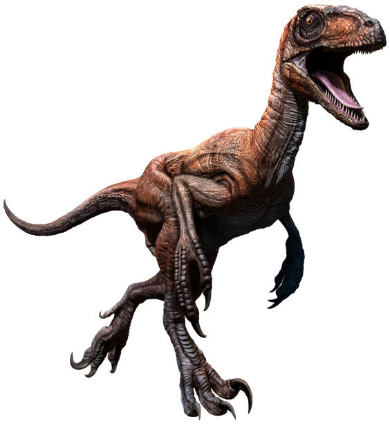 Deinonychus Deinonychus 3D illustration raptor dinosaur stock pictures, royalty-free photos & images