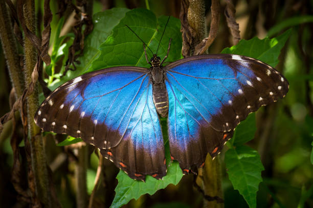 istock Blue butterfly close up detail 877501236