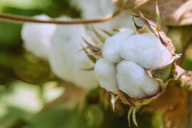 Cotton field stock photo