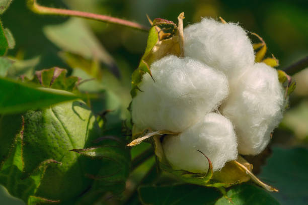 The maturation of cotton stock photo