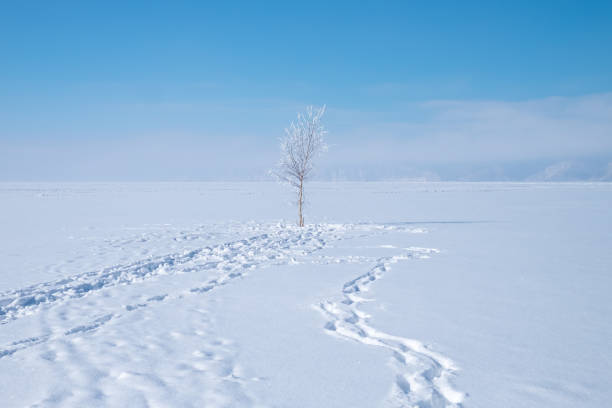 istock One snowy tree and footprints on snow. 877505356