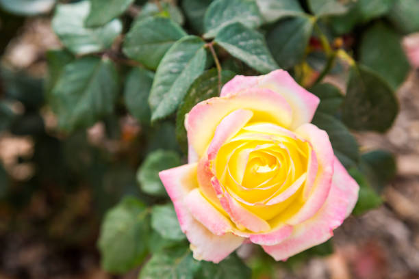 istock Pink and Yellow Rose 877508488
