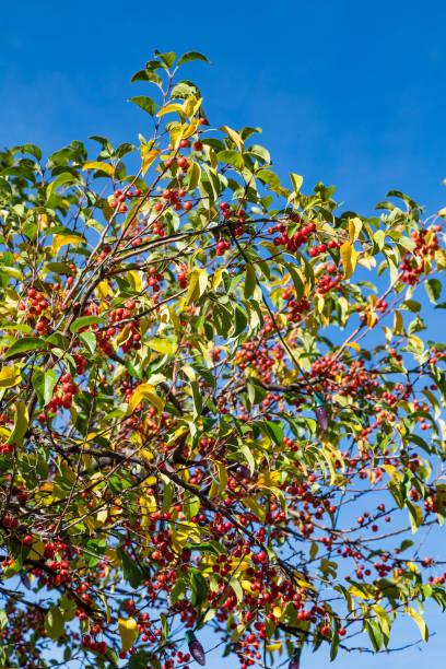 istock Pyracantha Berries in Shrub 877508674