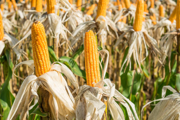 istock Corn field in sunny day - nature background 877509148
