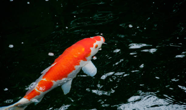istock Japanese bright orange red carp fish in sacred pond 877509220