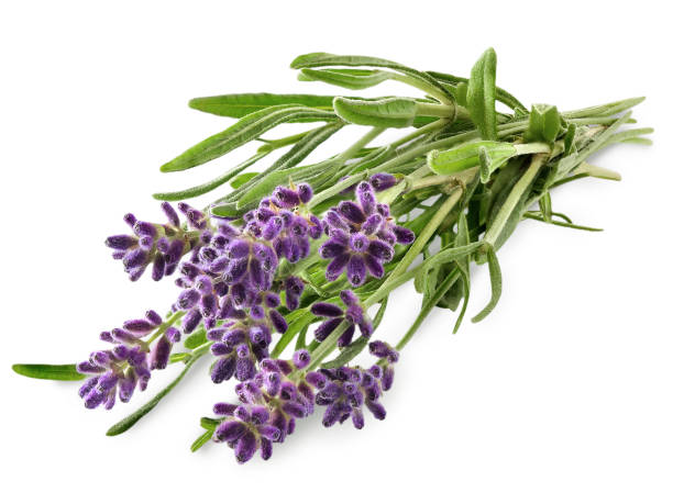 świeża gałązka lawendy z kwiatami. - lavender lavender coloured flower homeopathic medicine zdjęcia i obrazy z banku zdjęć
