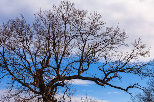 silhouette d’arbre nu gros plan sur un fond de ciel de blye - blye sky photos et images de collection
