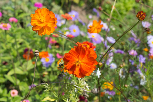close look at colorful flowers at south germany countryside on a sunny day in august near city of stuttgart and munich
