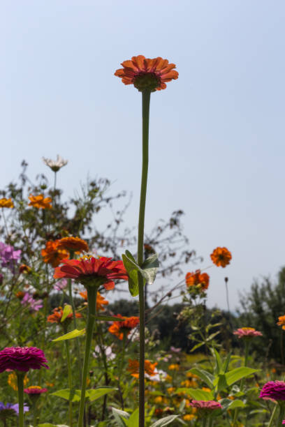 istock close look at colorful flowers 877515098