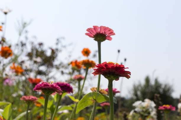 istock close look at colorful flowers 877515126