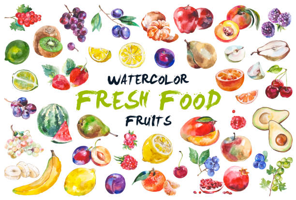 Watercolor fruits isolated on white Watercolor painted collection of fruits. Hand drawn fresh food design elements isolated on white background. fruit drawings stock illustrations