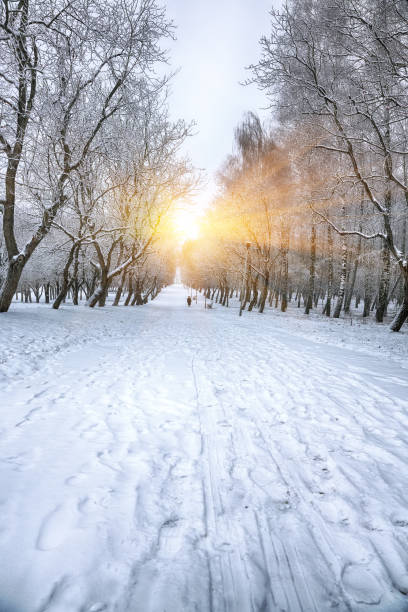 istock Beautiful winter landscape with snow covered trees 877539104
