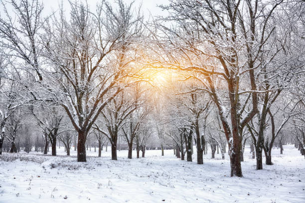 istock Beautiful winter landscape with snow covered trees 877547364
