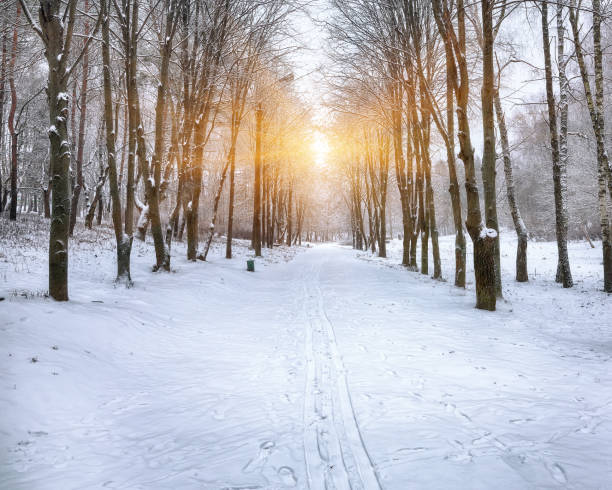 istock Beautiful winter landscape with snow covered trees 877549426