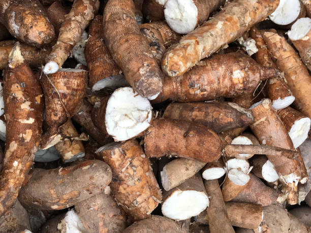 istock Pile of fresh cassava or tapioca root for starch industry 877557332