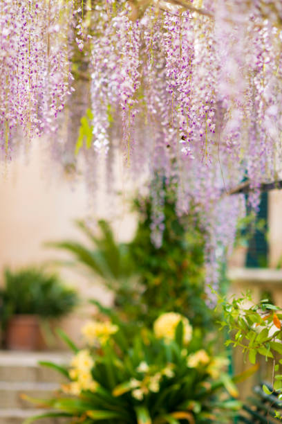istock Pink Wisteria hanging in sunlight in summer 877574276