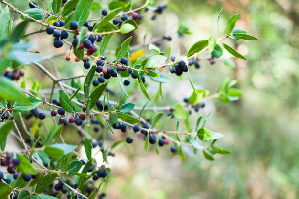 istock Blackthorn or Prunus spinosa fruits 877576314