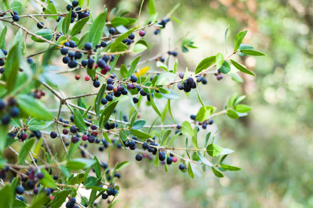 istock Blackthorn or Prunus spinosa fruits 877576346
