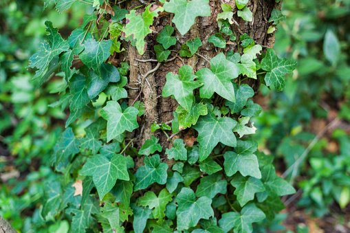 Close-up of Hedera helix or common ivy leaves around tree trunk