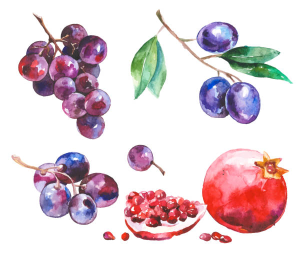 흰색 절연 수채화 과일 - plum stock illustrations