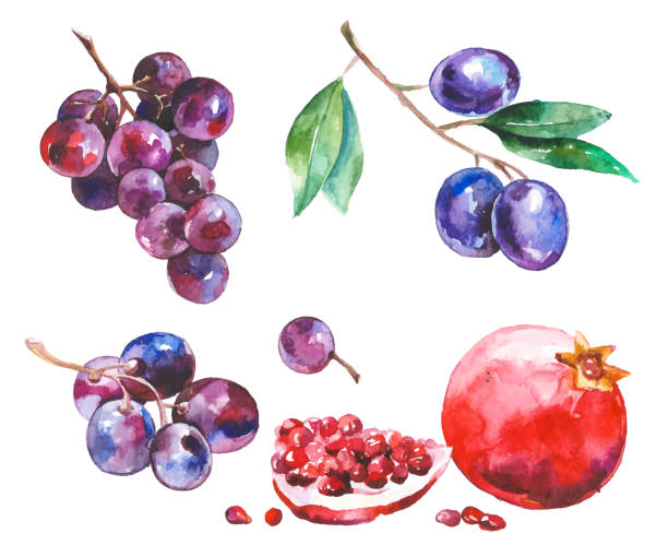 owoce akwareli wyizolowane na białym - plum stock illustrations