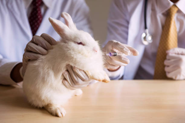istock feeding medicine to a white rabbit 877584712