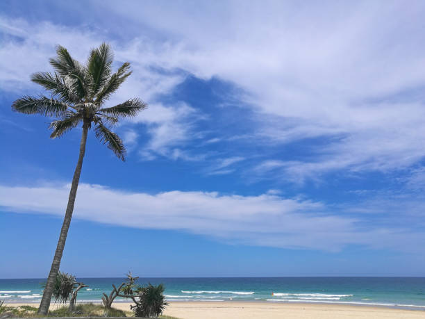istock Sunny beach with palm coconut tree in Gold Coast Australia 877586828
