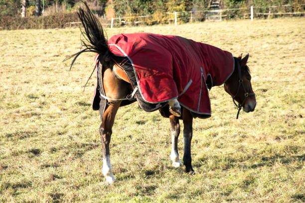 istock Horse kicking leg from under coat 877592998