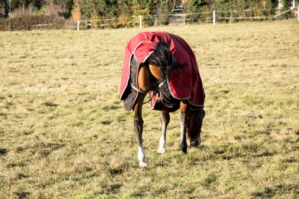 istock Horse with leg hidden under coat 877599226