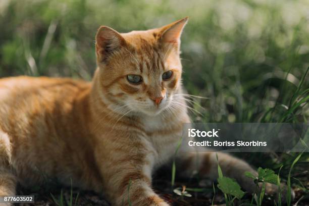 Tricky Ginger Cat Stock Photo - Download Image Now - Animas River, Catalonia, Grasse