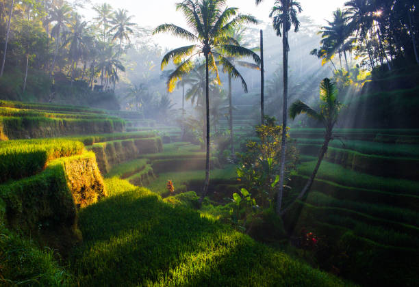 terrazas de tegallalang rice al amanecer - exotic location fotografías e imágenes de stock