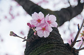 東京日本春のシーズンで少しピンク桜の花花かわいい