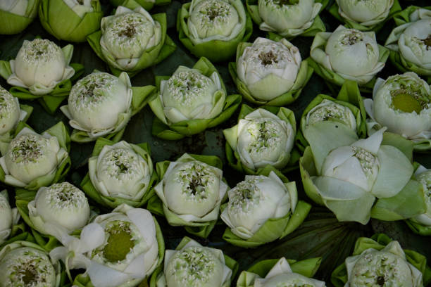 istock otus petal fold for floating, thai traditional 877618292