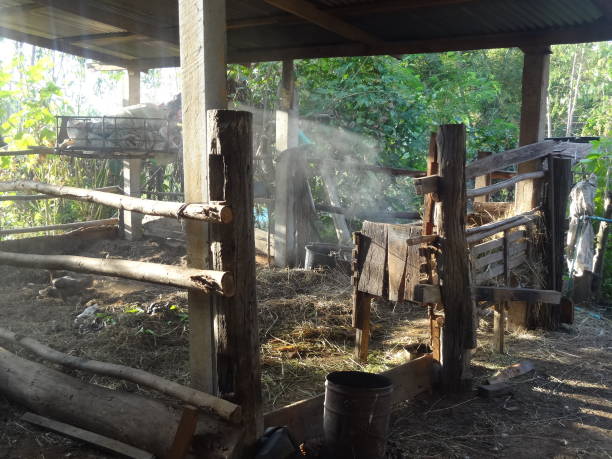 istock Thai cowshed with smoke in the morning. 877618776
