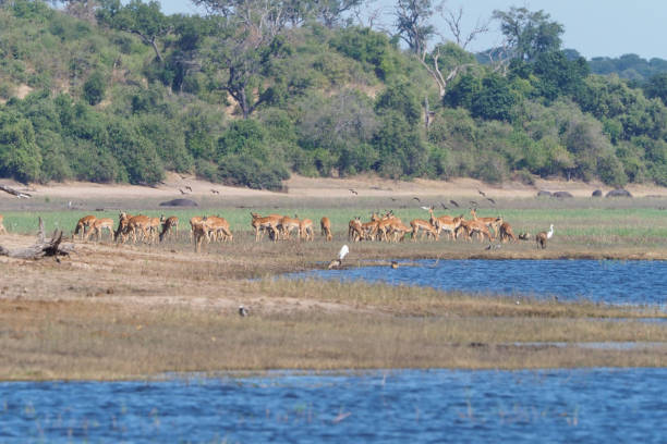 istock Chobe National Park - Botswana - Part 2 877625522