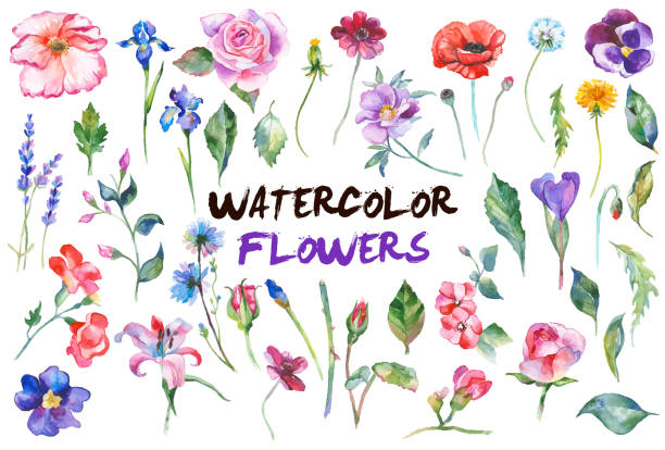 ilustrações de stock, clip art, desenhos animados e ícones de watercolor flowers illustration - isolated on white floral pattern rose blossom