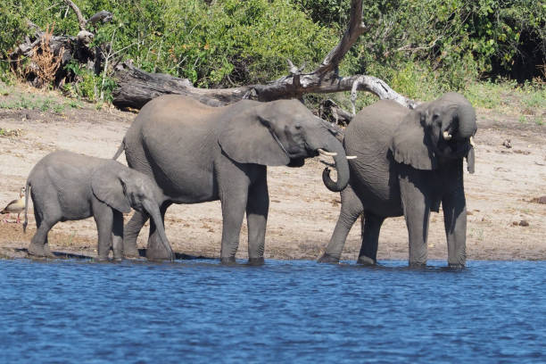 istock Chobe National Park - Botswana - Part 2 877658972