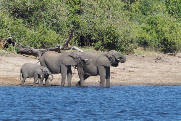 istock Chobe National Park - Botswana - Part 2 877660176