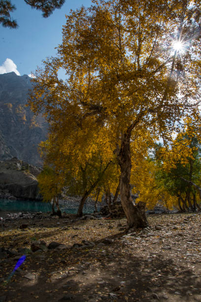 istock Autumn sun shining through a majestic  tree 877671804